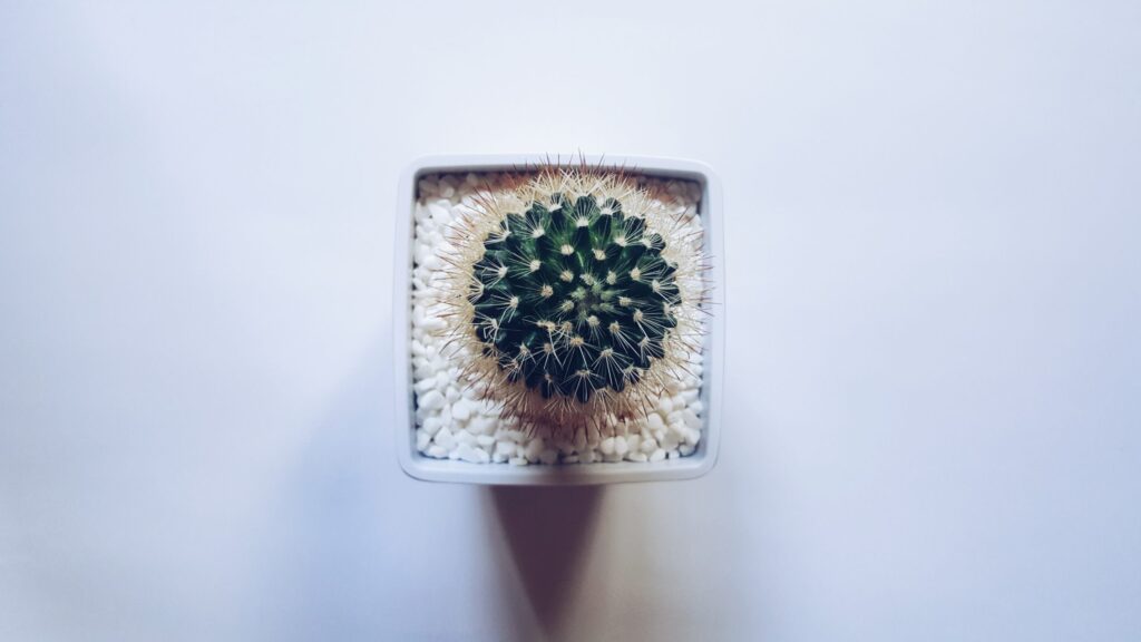 Kâr Dağıtımı Sınırlamalarına İlişkin İstisnalar İlan Edildi