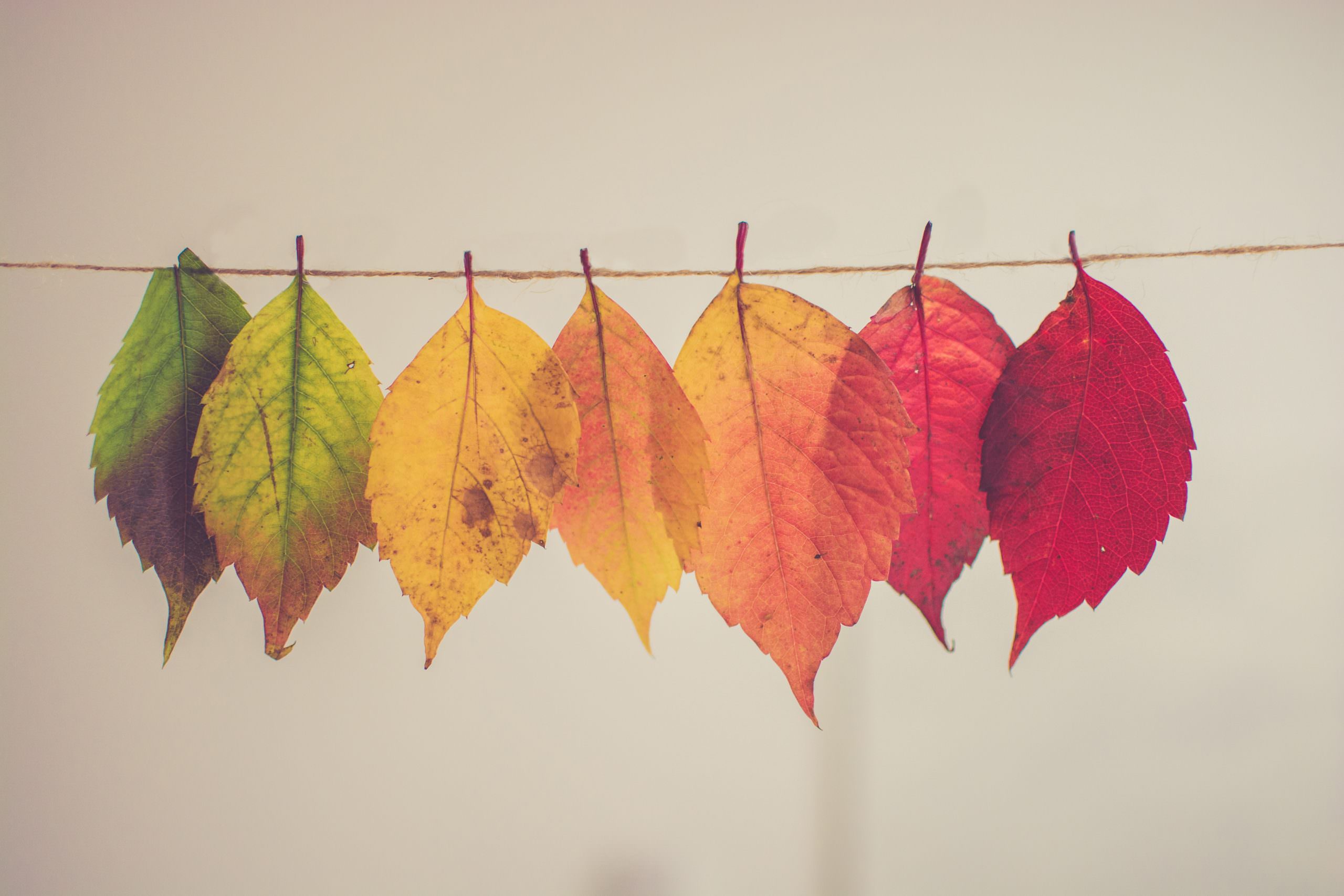 Fall 2019 Newsletter