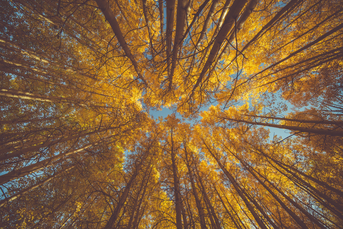 Autumn 2014 Newsletter