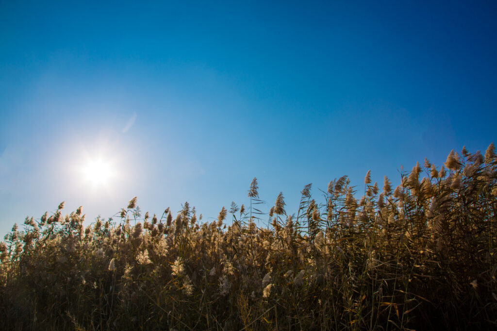 Winter/Spring 2015 Newsletter