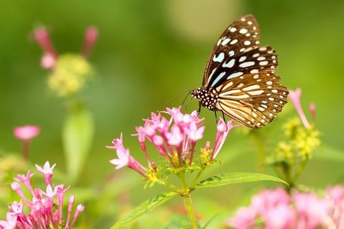 Spring 2021 Newsletter