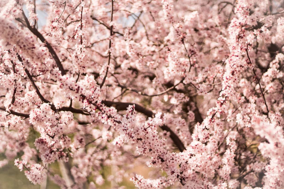Spring 2013 Newsletter