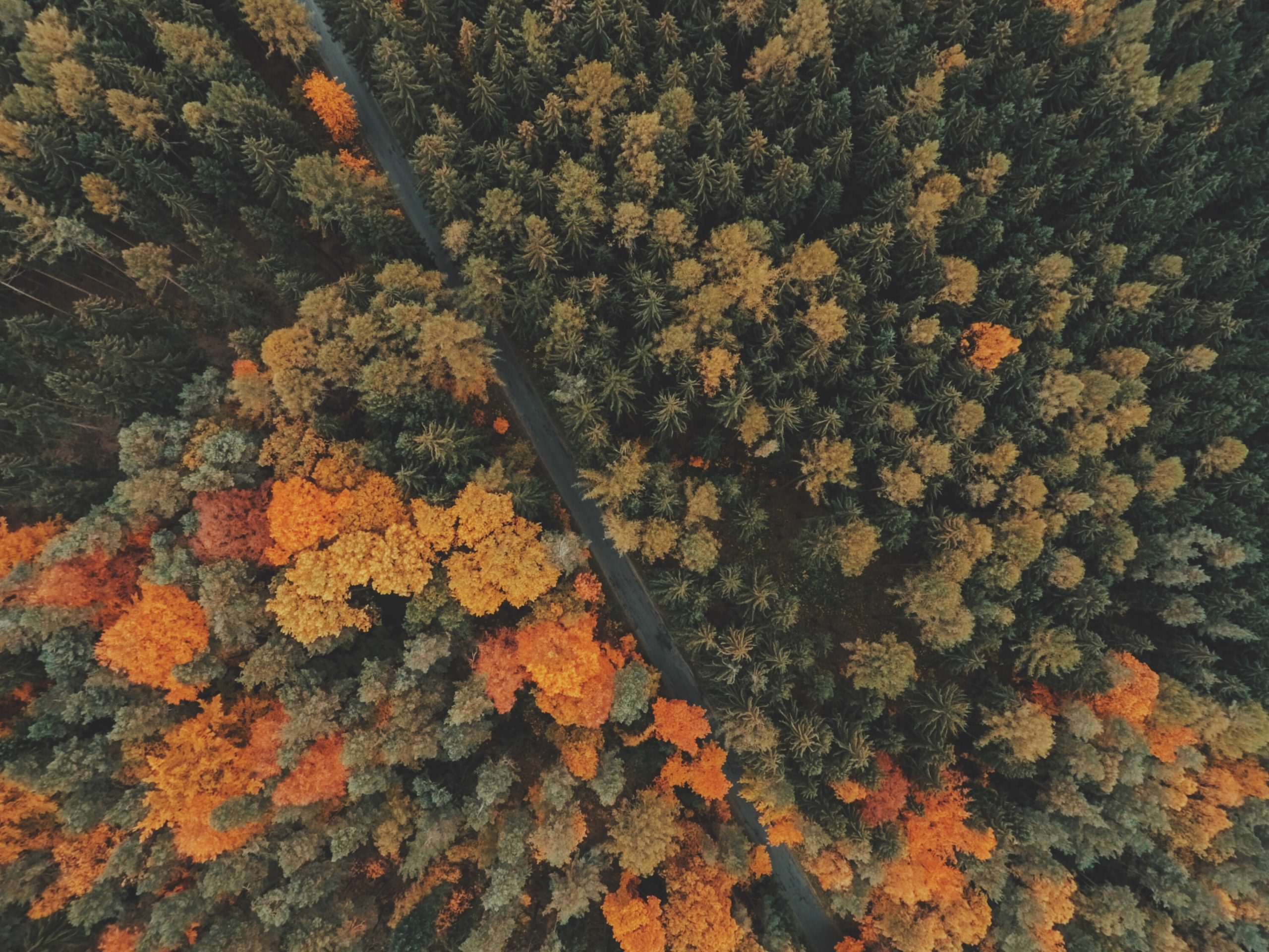 Summer/Fall 2020 Newsletter